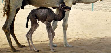 阿联酋宣布成功克隆骆驼（图）