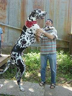 美加州世界最高狗患癌被截肢 不影响吉尼斯身高记录