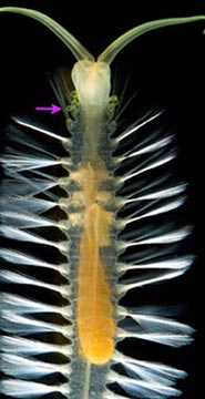 美科学家发现奇异海洋生物 能发射“炸弹”自卫