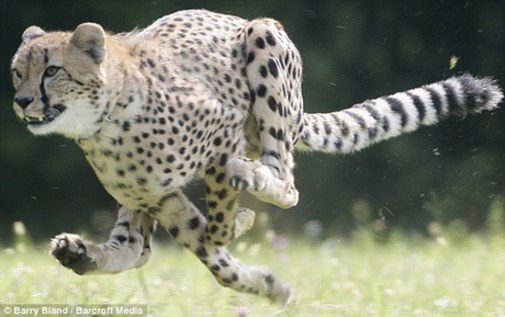 美国猎豹“短跑王”破陆上记录 百米仅需6.13秒