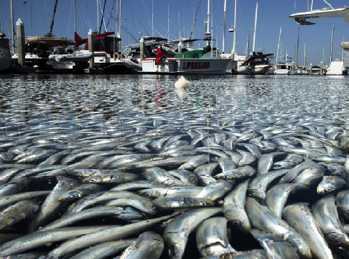 美国加州港口现百万条死鱼 船只受阻无法出港