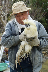 日本地震近一个月奇迹频现 75岁老翁获救、“鸡坚强”生还