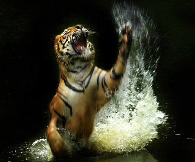 澳摄影师在泰国拍到孟加拉虎凶猛“夺食”照片