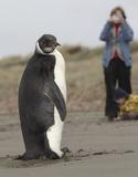 迷路小企鹅登陆新西兰 穿越数千公里成“天外来客”