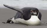 迷路小企鹅登陆新西兰 穿越数千公里成“天外来客”