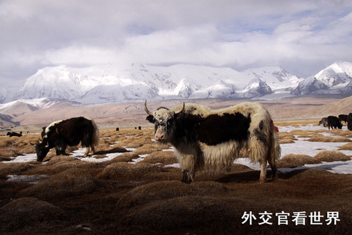 神秘的帕米尔高原组图－4雪山和耗牛（优秀奖）