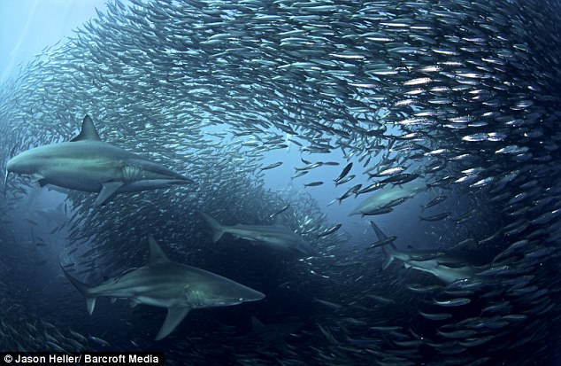 鲨鱼围攻沙丁鱼群的罕见场面