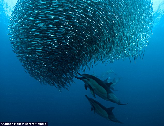 鲨鱼围攻沙丁鱼群的罕见场面