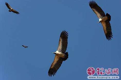 解密全球从天而降的“怪物”