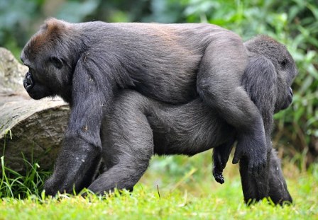 悉尼动物园两只大猩猩初次见面便拥抱示好 (2)
