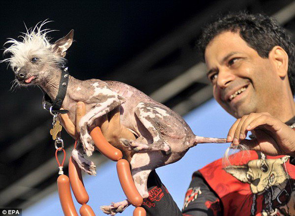 2010年世界最丑狗比赛冠军出炉 有中国狗血统 (2)