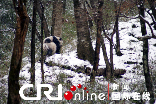 陕西首次拍摄到野外大熊猫母亲背宝宝行走照片(图)