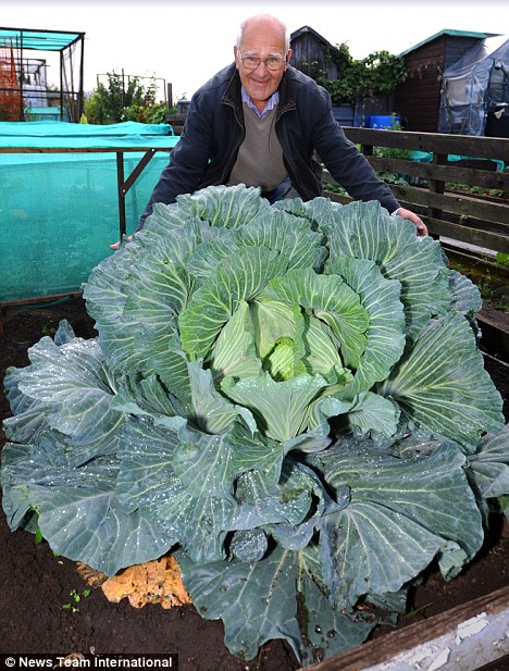 英退休老人种出25斤巨型卷心菜 传授施肥秘方