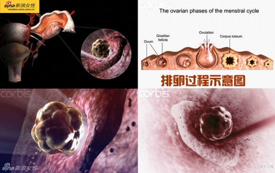 震撼高清图解造人的全过程