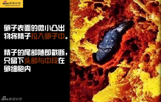 震撼高清图解造人的全过程