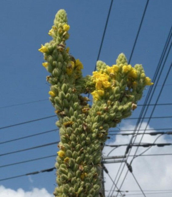 高清：网曝“变异蔬菜”照 疑福岛核泄露所致