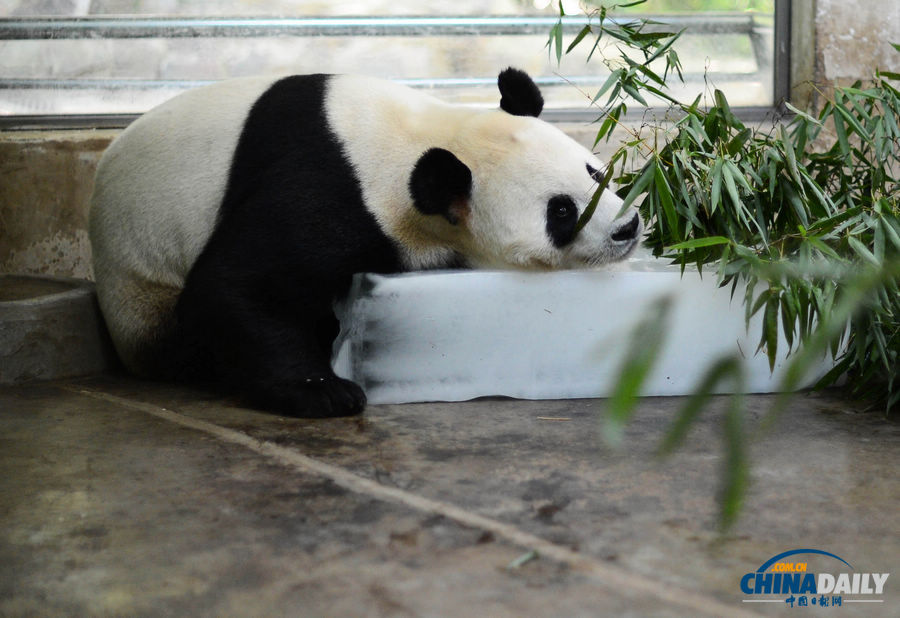 酷暑难耐 武汉大熊猫躺冰降温
