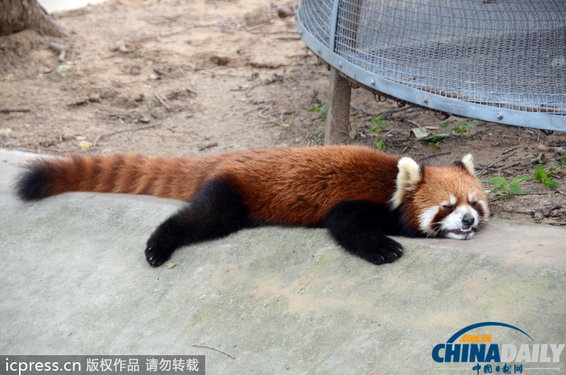动物也怕热！北京野生动物园动物消暑纳凉