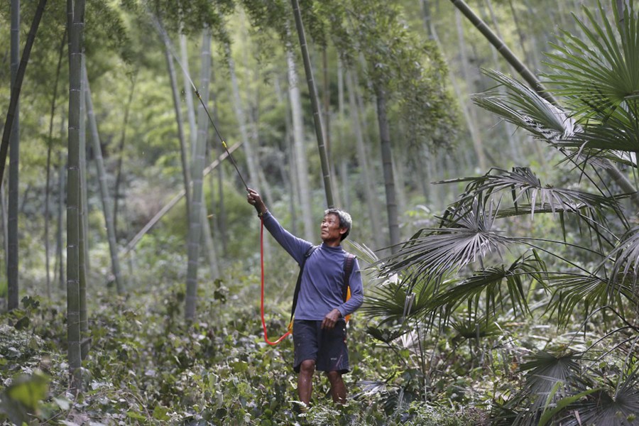 湖南多地高温干旱暴发竹蝗灾害