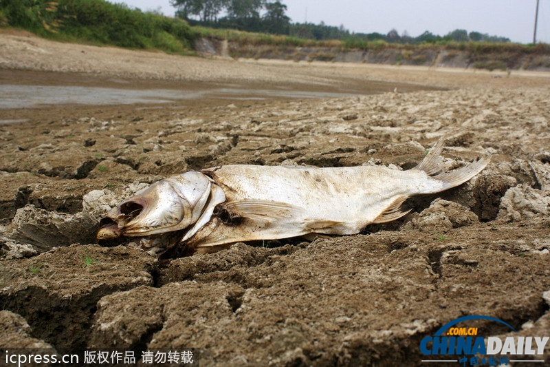 63年最强高温霸居南方 多地水塘干涸作物枯死