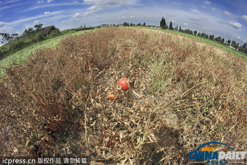 63年最强高温霸居南方 多地水塘干涸作物枯死