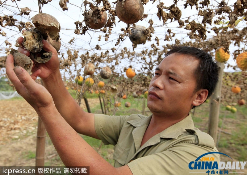 63年最强高温霸居南方 多地水塘干涸作物枯死