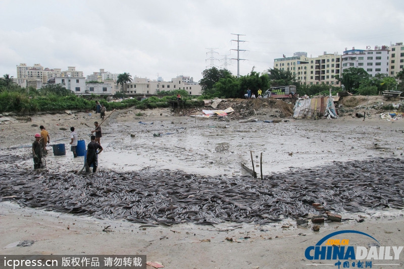 海口“垃圾鲶鱼”后续：鱼塘水抽干 满地“垃圾鲶鱼”现身