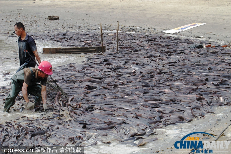 海口“垃圾鲶鱼”后续：鱼塘水抽干 满地“垃圾鲶鱼”现身