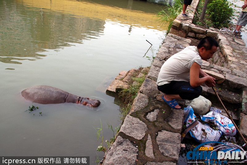 汕头海水倒灌 动物园河马“越狱”出逃