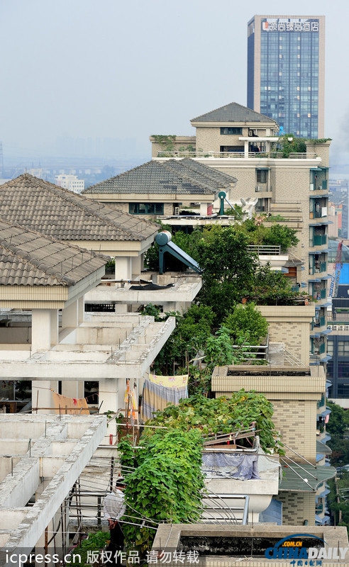 浙江杭州一小区楼顶现“空中菜园”蔬菜水果齐上阵