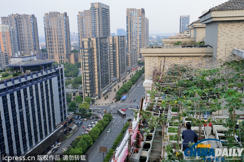 浙江杭州一小区楼顶现“空中菜园”蔬菜水果齐上阵