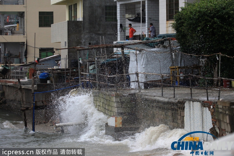 强台风“蝴蝶”来袭 所到之处大树连根拔起