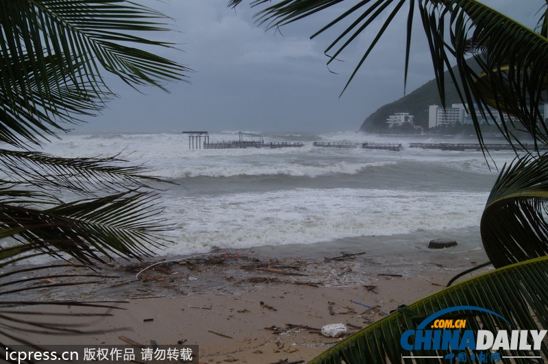 强台风“蝴蝶”来袭 所到之处大树连根拔起