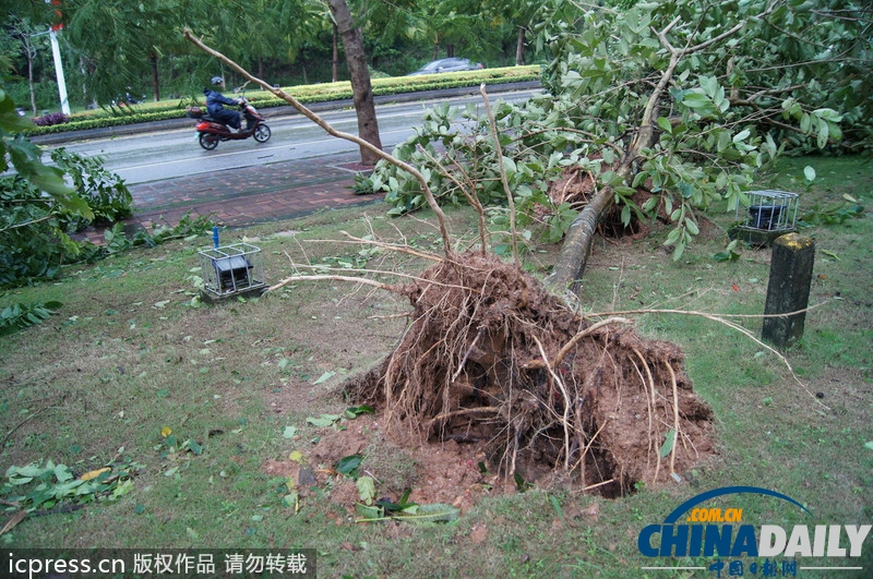 强台风“蝴蝶”来袭 所到之处大树连根拔起