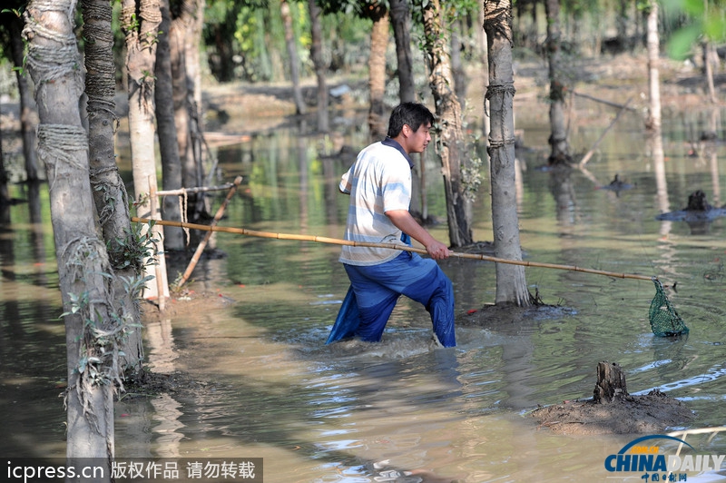 浙江杭州：洪水冲毁养鳖场 众人纷纷下河捉“王八”