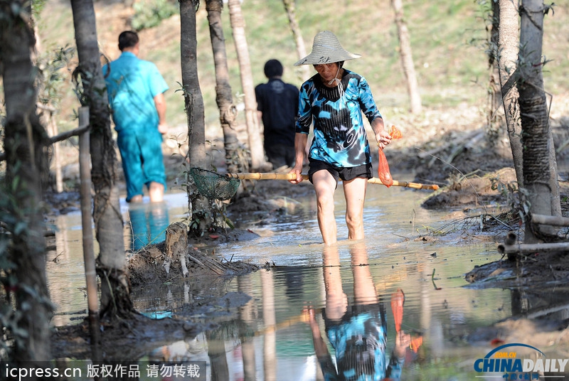 浙江杭州：洪水冲毁养鳖场 众人纷纷下河捉“王八”