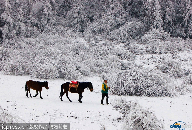 重庆武隆迎来最大降雪 银装素裹分外妖娆