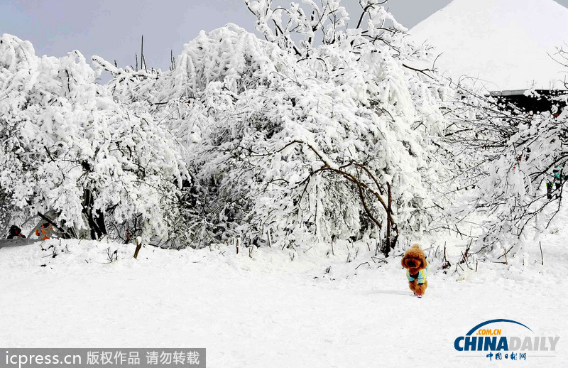 重庆武隆迎来最大降雪 银装素裹分外妖娆