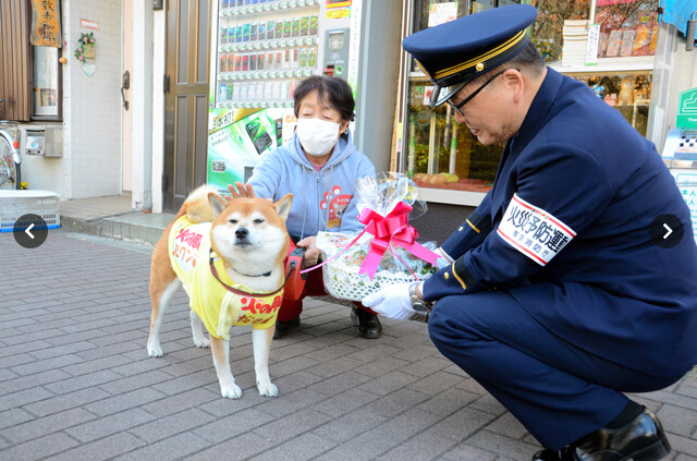 勤劳致富 一只会卖香烟的日本“八公”犬