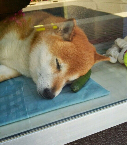 勤劳致富 一只会卖香烟的日本“八公”犬