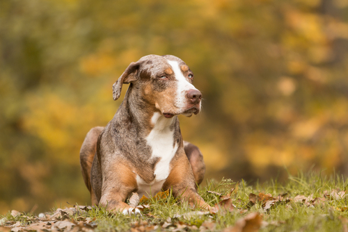 9种你可能从来没见过的独特犬类