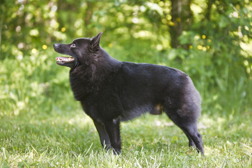 9种你可能从来没见过的独特犬类