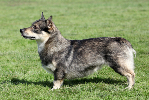 9种你可能从来没见过的独特犬类