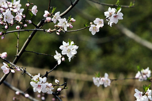 西湖春景桃花朵朵开