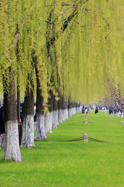 西湖春景桃花朵朵开