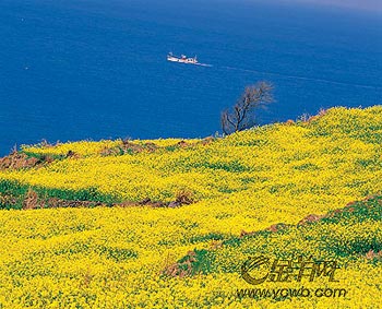 济州岛面朝大海 春暖花开