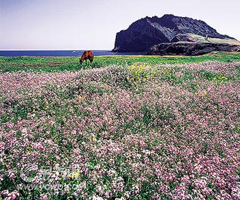 济州岛面朝大海 春暖花开