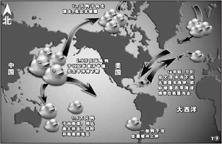 中国玩具鸭海上漂流14年将抵英国(图) 