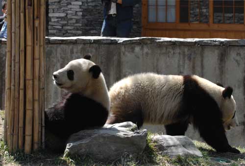 赠港大熊猫盈盈、乐乐