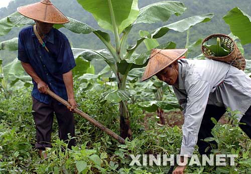 2004年9月12日，云南省德宏傣族景颇族自治州潞西市三台山德昂族民族乡的德昂族农民赖腊算（右）和他的侄子段腊乃在香蕉地里劳作。云南省潞西市三台山德昂族民族乡是全国唯一的德昂族乡。近年来，村党支部积极带动少数民族群众发展多种经营，走上致富之路。生活在三台山乡允欠村的赖腊算一家人搞起了良种畜牧养殖和香蕉种植，年收入超过2万元。他家先后购置了电视机、影碟机、摩托车和拖拉机，日子过得红红火火。 新华社发 